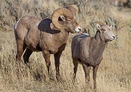 California Big Horn Sheep